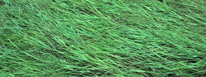 Dew on Grass