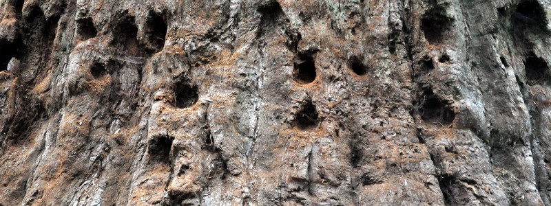 Sequoia Bark
