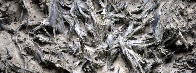 Sequoia Roots